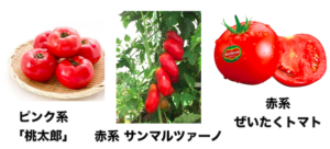 ピンク系　赤系　トマト　品種