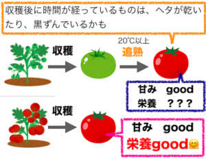 追熟　甘み　栄養豊富　トマト