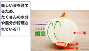 鱗葉　玉ねぎ