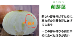 玉ねぎ　萌芽葉