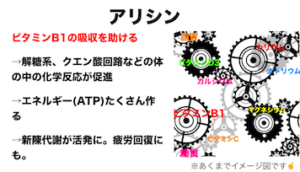 歯車　化学反応　アリシン　ビタミンB1