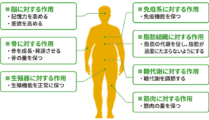 オルニチン　成長ホルモン　キノコ　しめじ