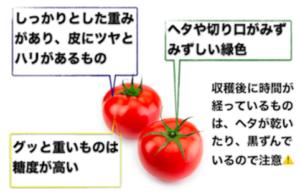 美味しいトマトの選び方　特徴