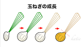 玉ねぎの成長　イラスト