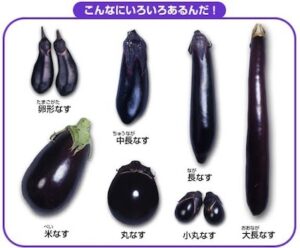 ナスの種類